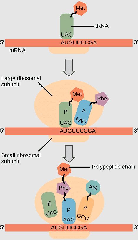 Eukaryotic Small Ribosomal Subunit Transfer Rna Ribosome Protein