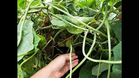 Free Cucumber Fuck Porn Videos XHamster