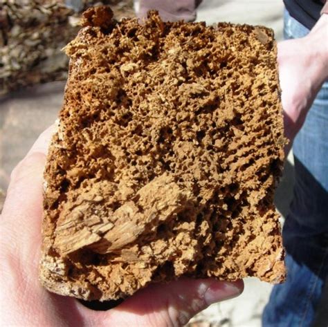 Termites in Denver - EVstudio