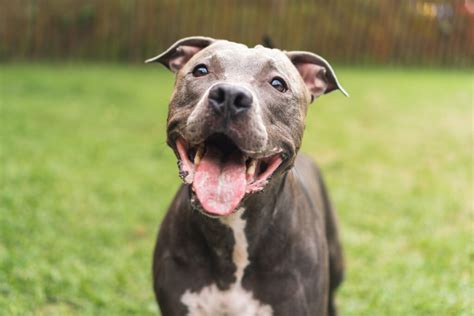 Your Guide To The Pitbull Chicagos Most Popular Dog
