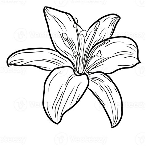 illustrated lily flower  art decorative flower lily outlines