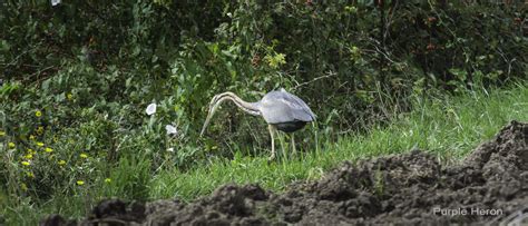 home lipu uk working  britain  birds  italy