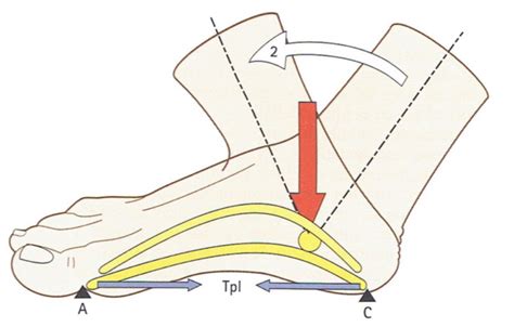 BiomecÁnica Iii 7 Deformaciones DinÁmicas De La BÓveda Plantar