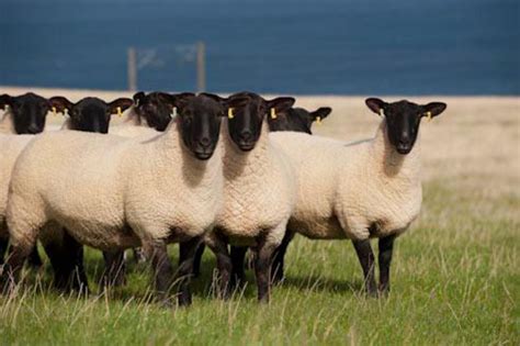 Texel And Suffolk Cross Ewes Meadowrig