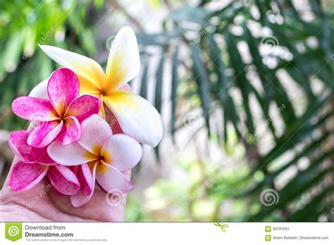 Plumeria Kwiatu R Owego I Bia Ego Frangipani Tropikalny Kwiat