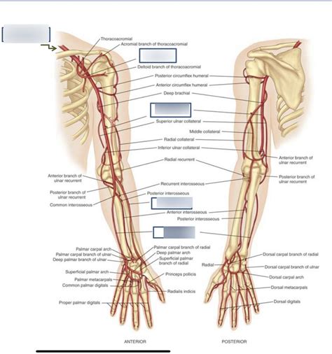 arteries   upper extremities diagram quizlet