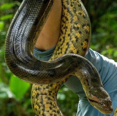 Biólogo brasileiro contesta descoberta de nova Anaconda na Amazônia