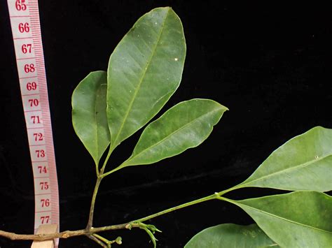 Evodia (Rutaceae) image 215030 at PhytoImages.siu.edu