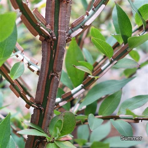 Euonymus Alatus