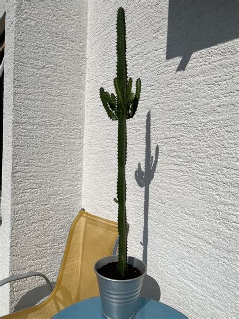 KAKTUS EUPHORBIA TRIGONA 1M MLJEČIKA SUKULENT BILJKA