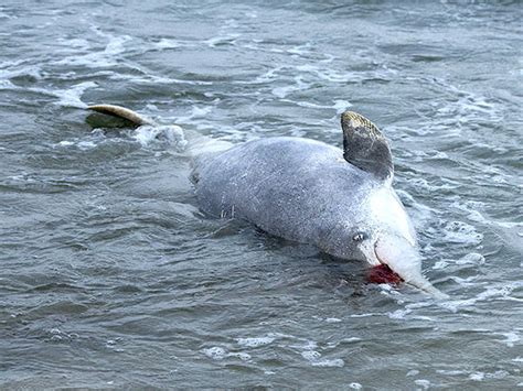 Indo Pacific Humpback Dolphin Sousa Chinensis