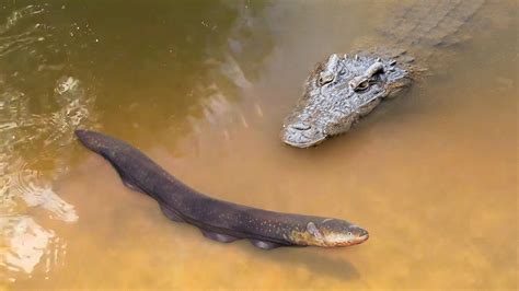 /1.The unforgettable encounter between a crocodile and an 860-volt