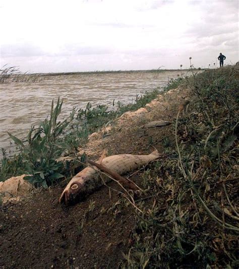 Fotos El Desastre De Aznalcóllar En Imágenes España El PaÍs