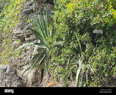 Sisal Agave Sisalana Plantae Stock Photo Alamy