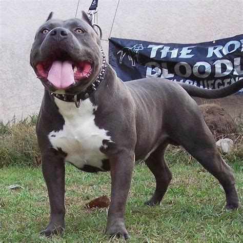 509 Bandwidth Limit Exceeded