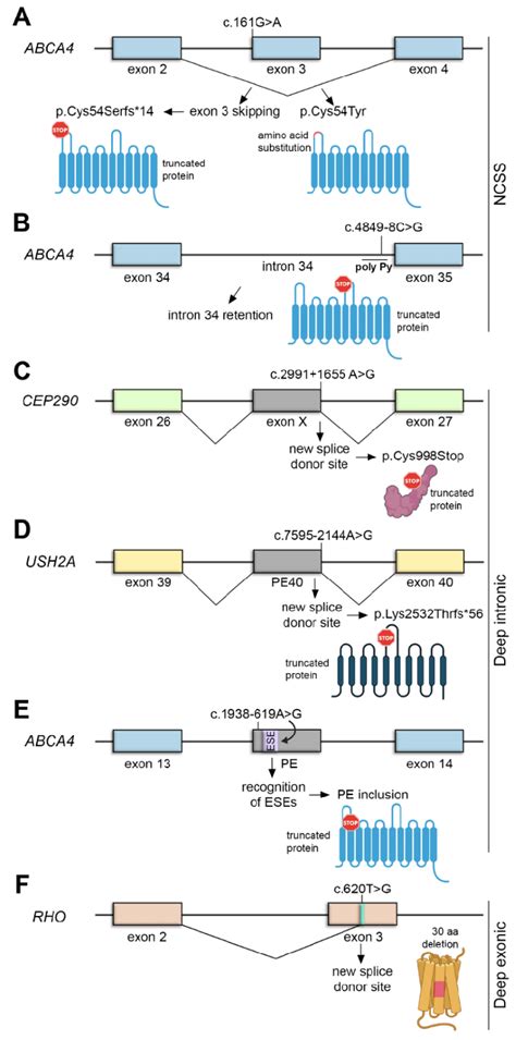 Overview Of Cis Acting Mutations Altering Splicing NCSS A B Deep