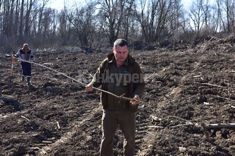Със 771 декара нови гори завърши пролетното залесяване на територията ...