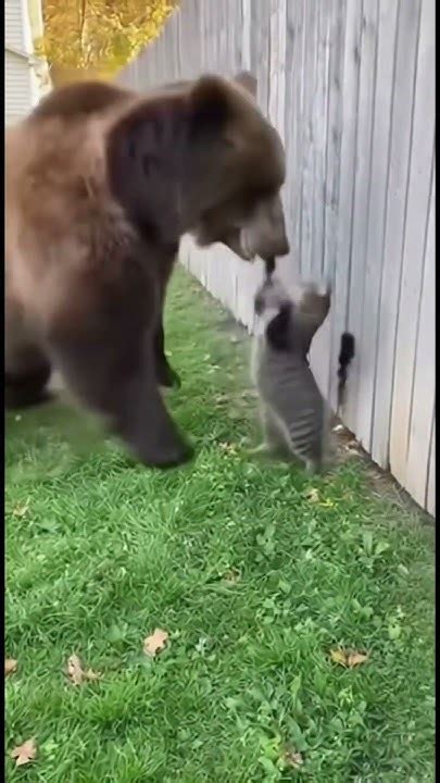 cat attack  bear youtube