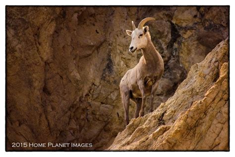 Bighorn Sheep Walker Lake Janis Knight Home Planet Images Planets