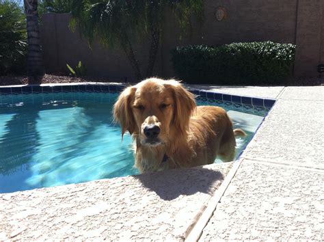 Every time we’d open the door he’d run outside and jump in the pool, so