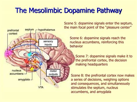 Ppt Sex Drugs And The Brain Powerpoint Presentation Free Download Id238306