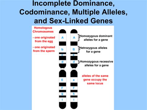 Incomplete Dominance Codominance Sex Linked Genes