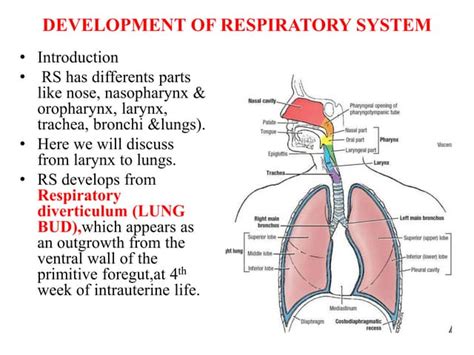 Development Of Respiratory System Ppt