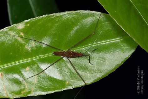 Photo #47937: Gerridae sp.