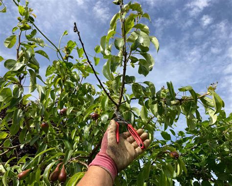 How To Prune Pear Trees To Maximize Fruit Production Homes And Gardens