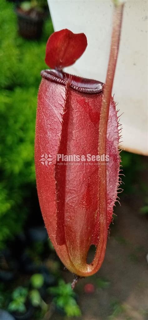 Badura - Plants And Seeds