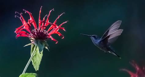 Photographer Creates An Amazing Composite Image Of Hummingbirds