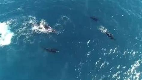 Vídeo El impresionante ataque de una manada de orcas a una ballena