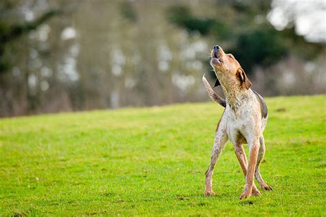 Best Barking England Stock Photos, Pictures & Royalty-Free Images - iStock
