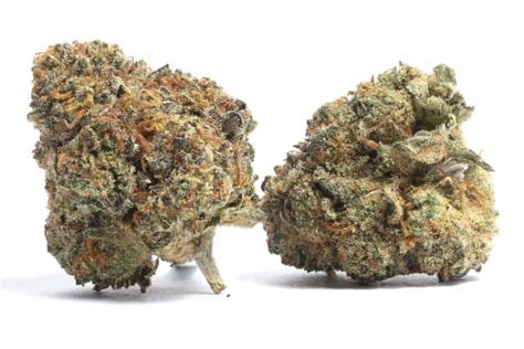 Horchata Strain Weed Guide And Review