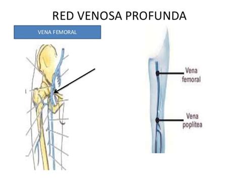 Vena Femoral Anatomía Función Localización Superficial Y Más