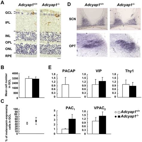 Retinal Morphology Innervation And Expression Of Pacap Related Genes