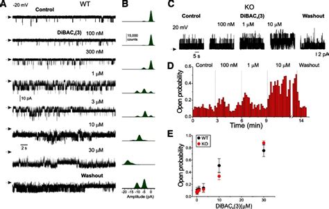 DiBAC4 3 Hits A Sweet Spot For The Activation Of Arterial Large