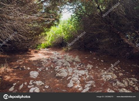 Naked Branches Of A Tree Against Blue Sky Close Up Stock Photo By Vershinin Photo