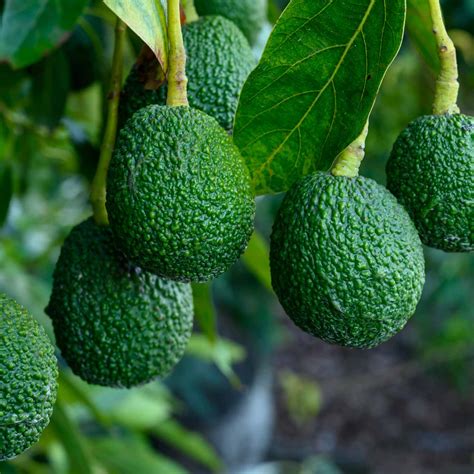 Post-harvest Management Of Avocados | Greenlife | 2026 Update