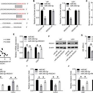 Linc Knockdown Suppressed Glioma Cell Proliferation Migration