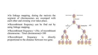 gene mappingpdf