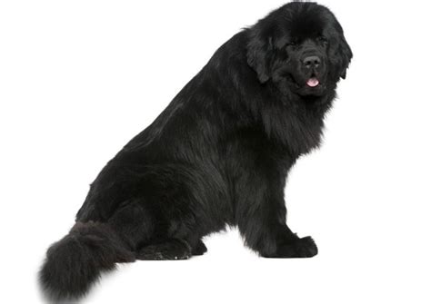 Newfoundland Dog Lifespan | How Long Do Newfoundlands Live
