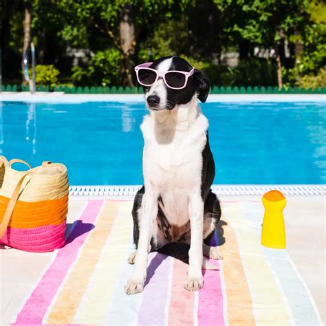 8 Unique Dog Pool Party Ideas - My Amusing Adventures