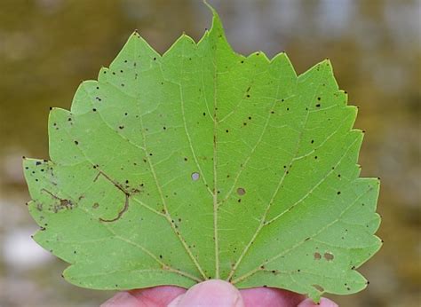 vitis rupestris page