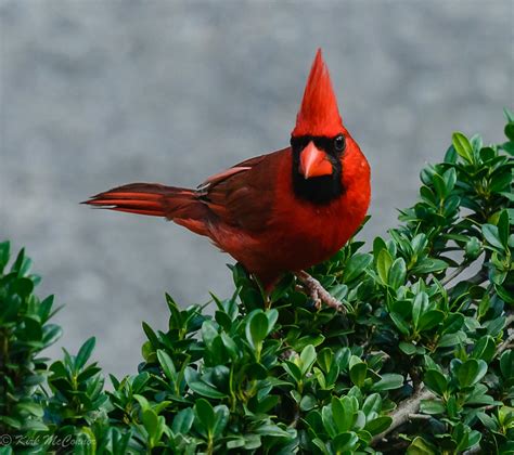 Northern Cardinal 9468 Kirk Mcconnor Flickr