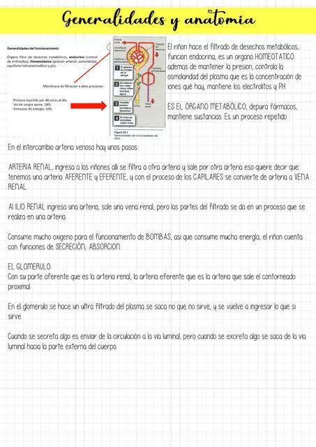 Fisiología Aparato Urinario Sofía García uDocz