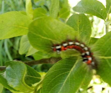 Que Esp Cie Esta Lagarta Da Borboleta De Cauda Amarela Wilder