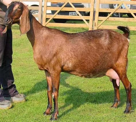 Breeds Of Goat In Nigeria And Their Characteristics Legit Ng