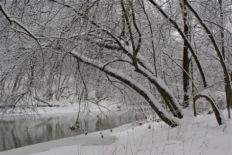 Snowy Woods Beside A Stream Free Stock Photo Public Domain Pictures