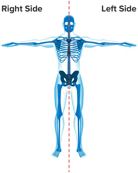 Anatomical Terminology Positions And Sectional Anatomy Tutorial